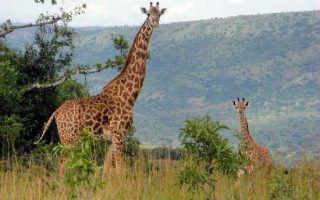 3 Days Rwanda Wildlife Experience