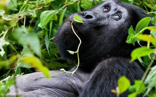 Gorilla & Chimpanzee Trekking