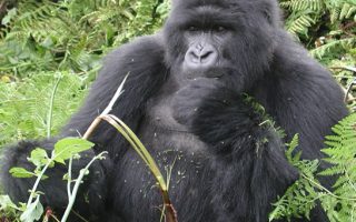 7 Days Rwanda Gorillas