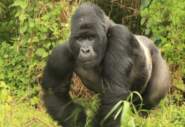 5 Days Rwanda Gorilla trek and karisimbi hike 