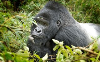3 Days Rwanda Gorillas and Lake Kivu
