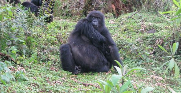 Bwenge gorilla group