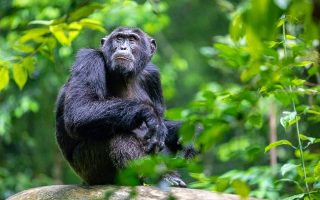 Chimpanzees in Uganda
