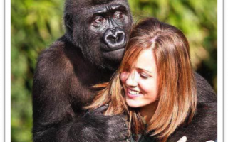 Are gorillas friendly?